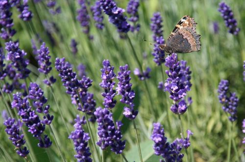 lavender butterfly violet