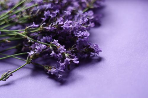 lavender nature plant