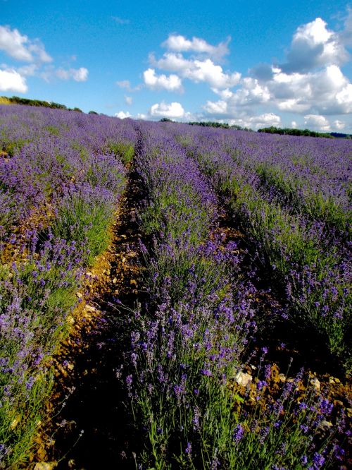 lavender lavender field lavender cultivation