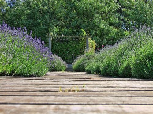 lavender nature purple