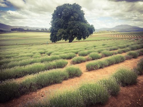 lavender field tree