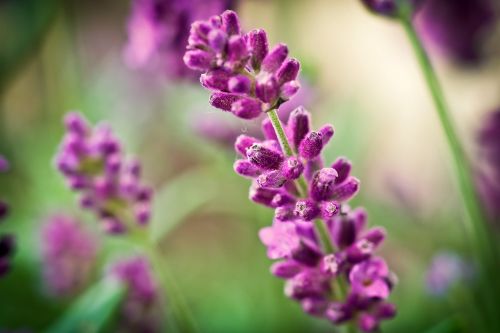 lavender flower purple