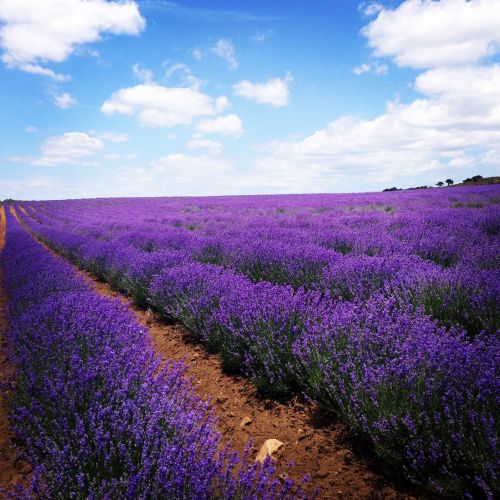 lavender field flowers