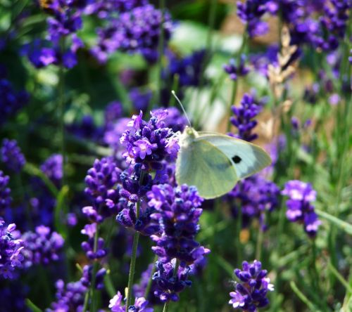 lavender purple flower summer flower