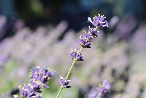 lavender blooming lavender lavender fragrance