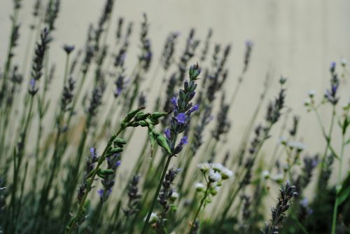 lavender summer medicinal