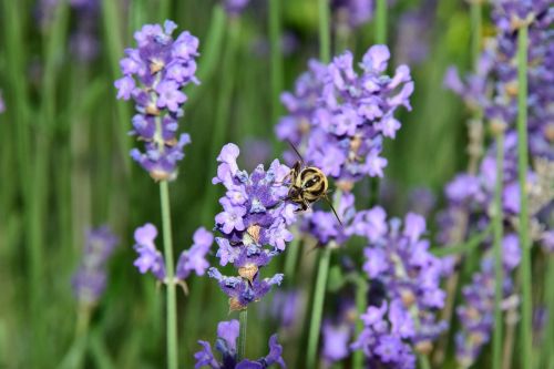 lavender bee nature