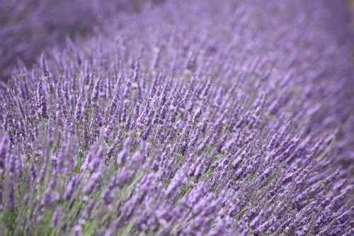 lavender purple flower