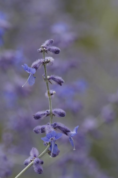 lavender close stengel