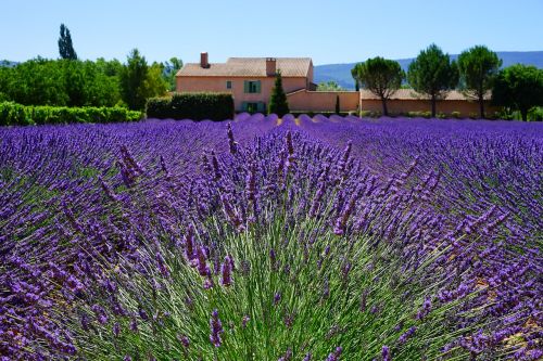 lavender estate property