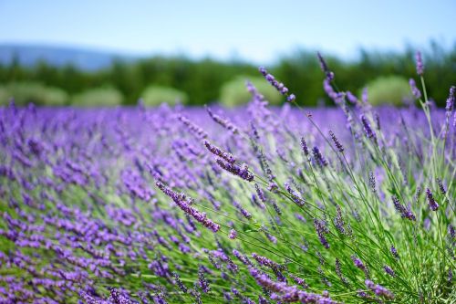 lavender lavender field lavender flowers