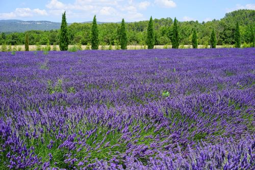 lavender lavender field lavender flowers
