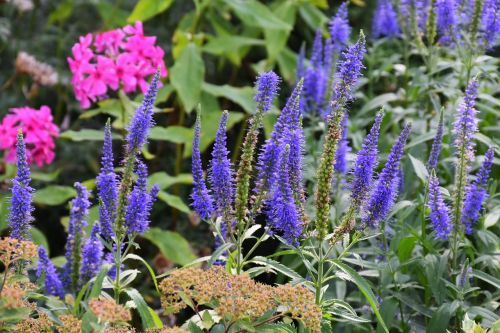 langblättriger garden speedwell veronica longifolia phlox- shrub