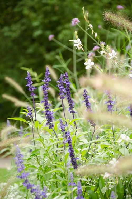 lavender garden nature