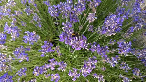 lavender bumblebee purple