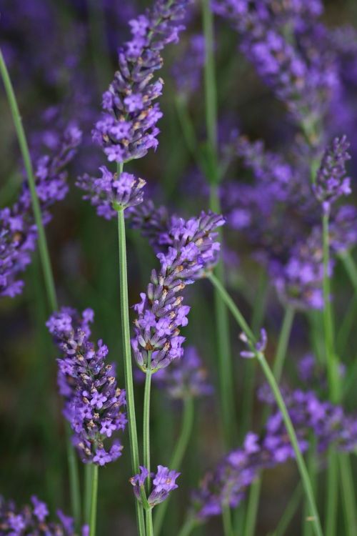 lavender flower rod