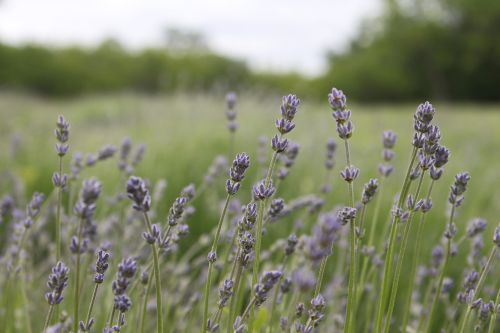 lavender essential oils nature