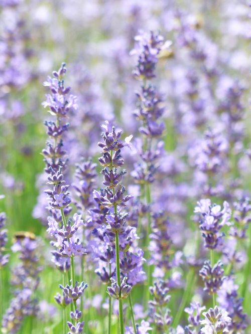 lavender lavender field lavender cultivation