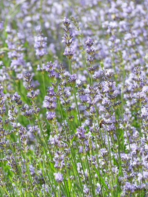 lavender lavender field lavender cultivation