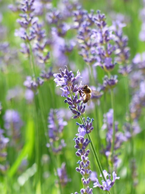 lavender lavender flowers bee