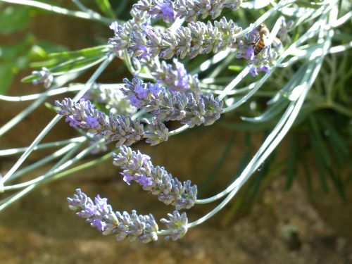 lavender lavender flowers insect