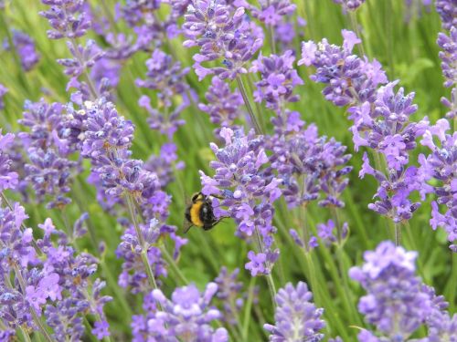 lavender province hummel