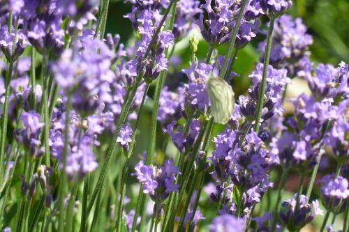 lavender fragrance flowers