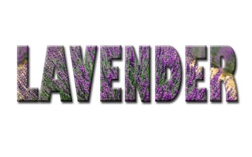 lavender text word