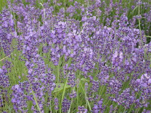 lavender summer tihany
