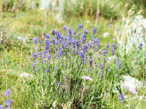 lavender flower flowers