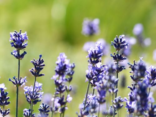 lavender flower flowers