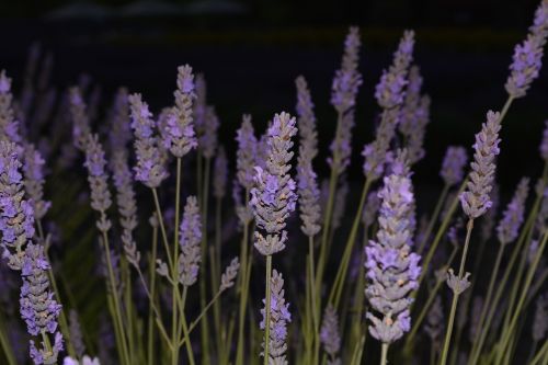 lavender flowers night