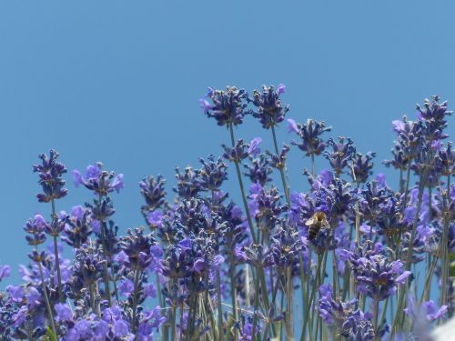 lavender flower flowers