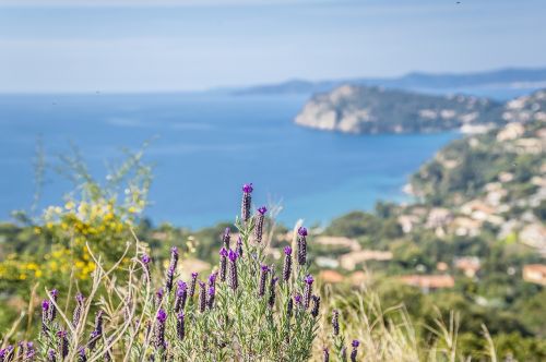 lavender sea coast