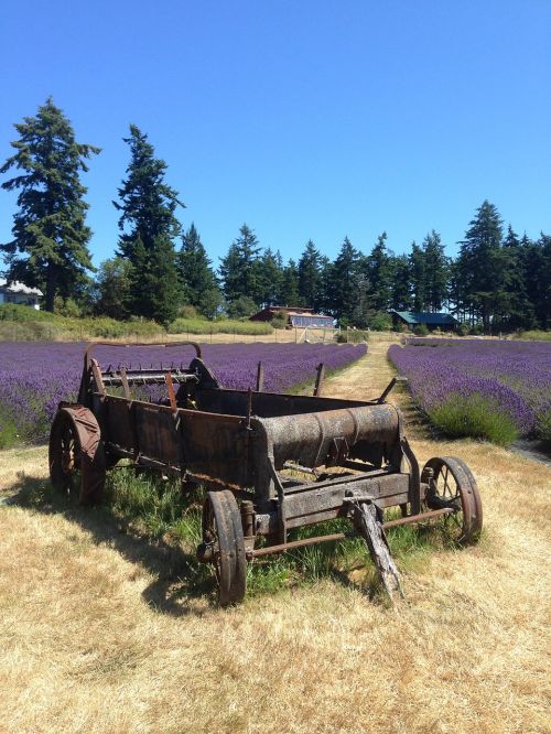 lavender field wheelbarrow