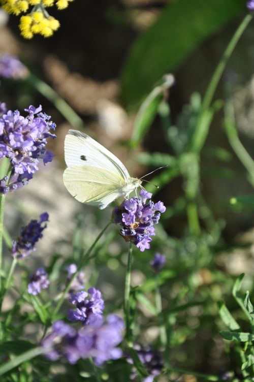 lavender butterfly nature