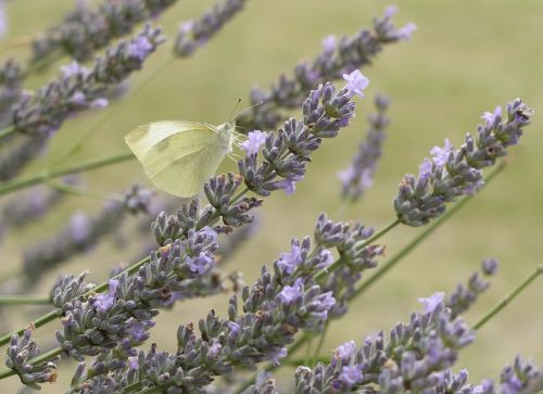 lavender butterfly flowers