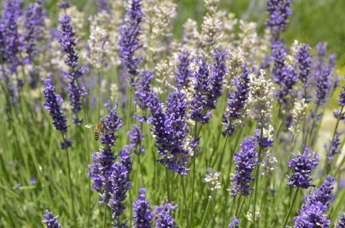 lavender flowers meadow