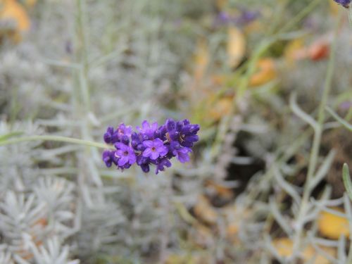 lavender lavender flowers violet
