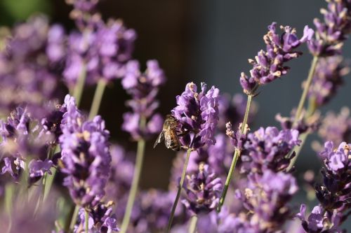 lavender flower bee