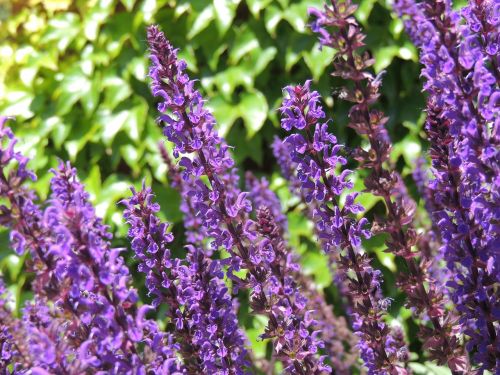 lavender purple flower