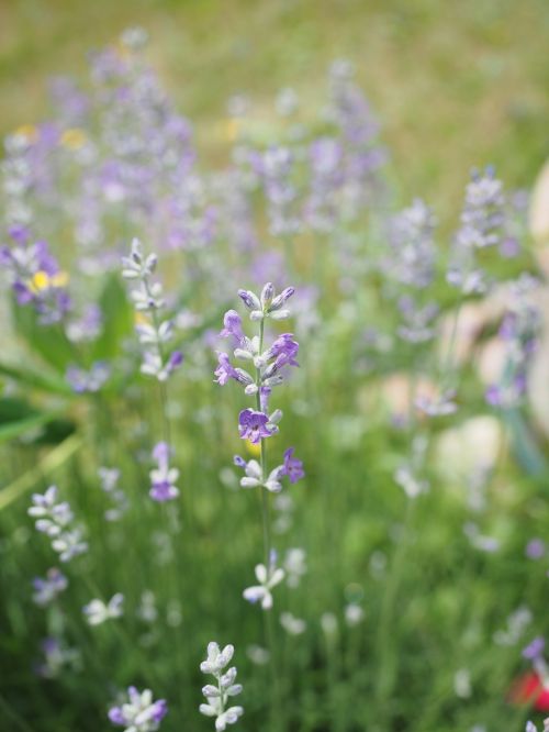 lavender lavender flowers light purple