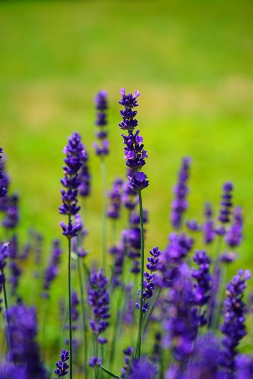lavender flowers flower