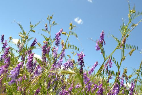 lavender flowers flower