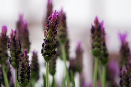 lavender flower lavender flowers