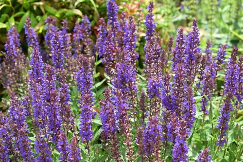 lavender flower blossom