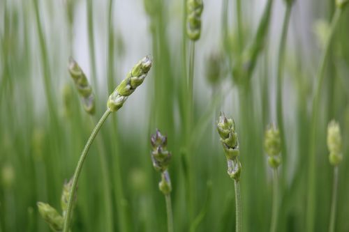 lavender green flowers