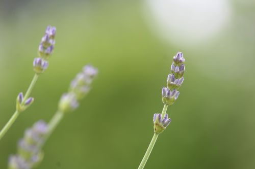 lavender green lavender flowers