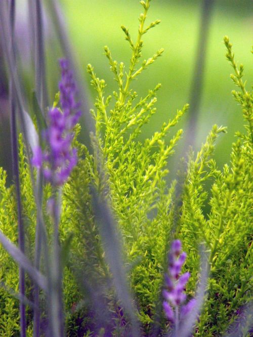 lavender flower plant