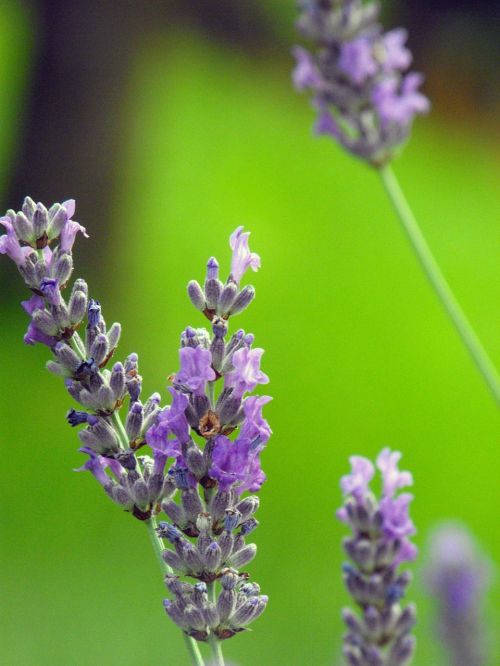 lavender flower plant